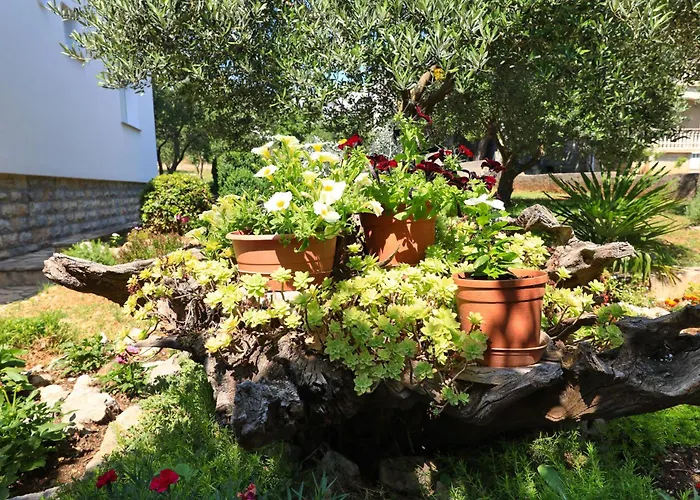 Simaruna * Maslenica